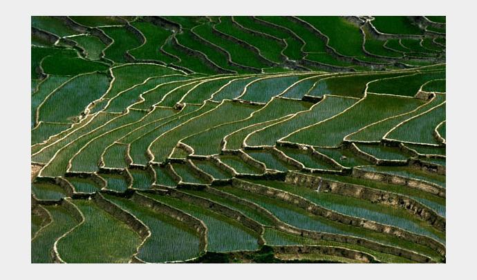Paddy fields