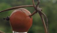 Photo Competition 2068