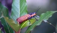 Photo Competition 2068