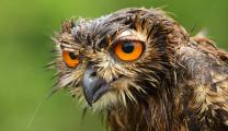 Photo Competition 2068