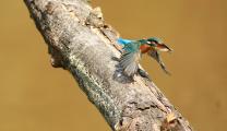 Photo Competition 2073