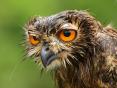 Photo Competition 2068