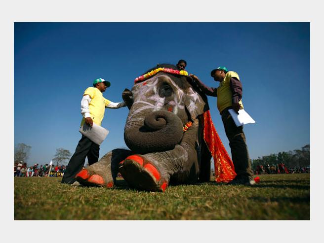 Judges look at an adorned elephant